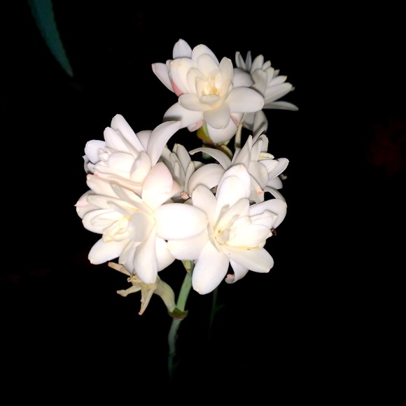 Meet your Posher, GardenGal - Picture 1 of 1